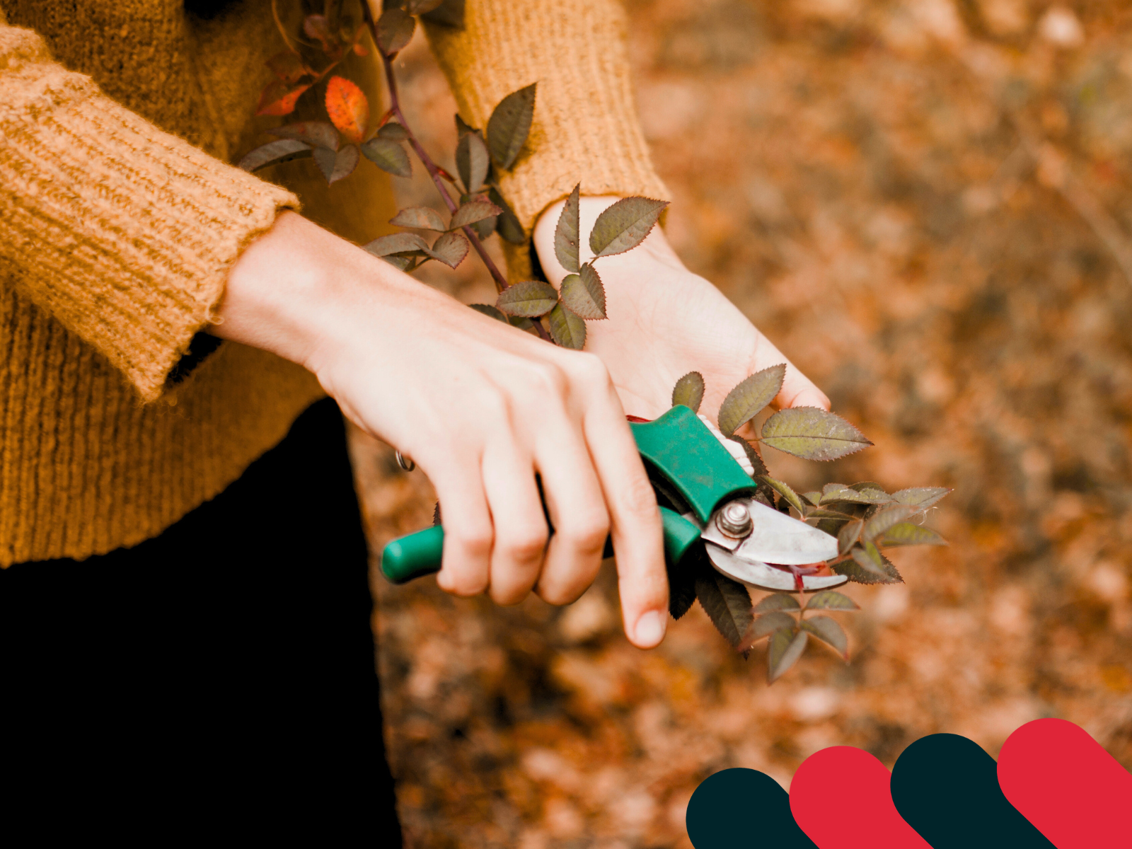 Jesenný rez konárikov záhradníckymi nožnicami | Kotarbau