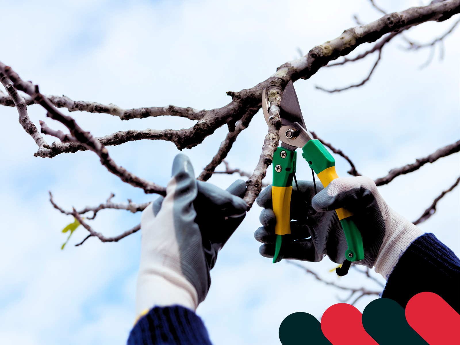 Precízne strihanie konárov v záhrade | Kotarbau