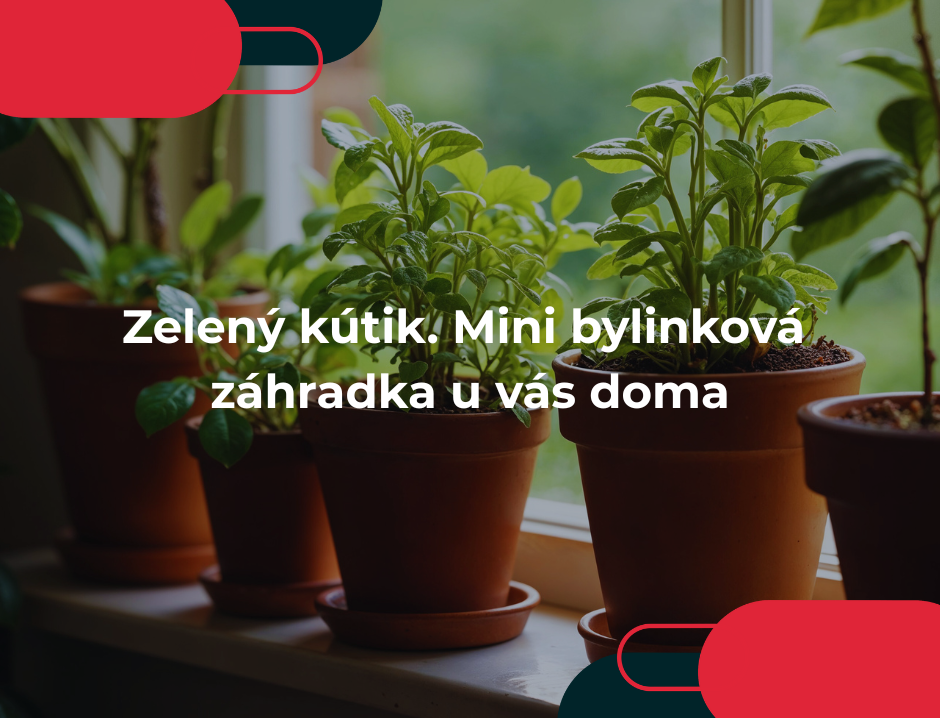 Zelený kútik. Mini bylinková záhradka u vás doma