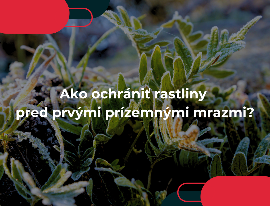 Ako ochrániť rastliny pred prvými prízemnými mrazmi?