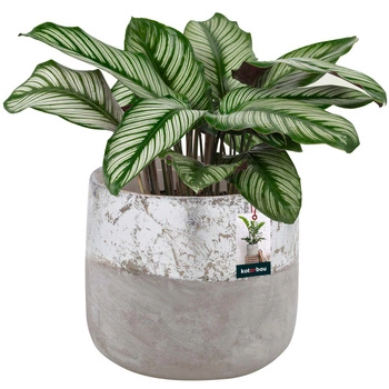 Keramický kvetináč neglazovaný na kvety rastliny 12 cm - Farba šedá